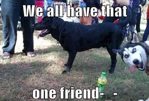 funny-dog-meme-we-all-have-that-one-friend