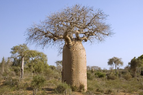 baobabtree-500x333