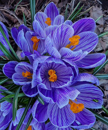 Spring Crocuses_2018