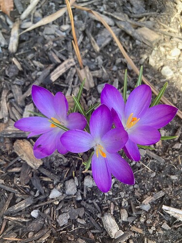 Crocus