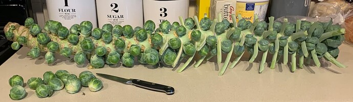 Sprouts