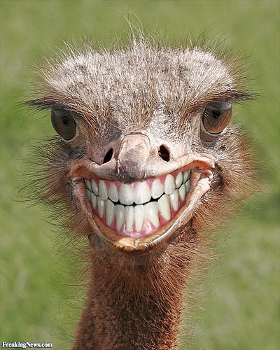 Smiling-Ostrich--118234