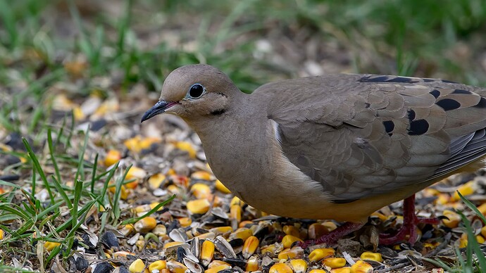 Dove Small