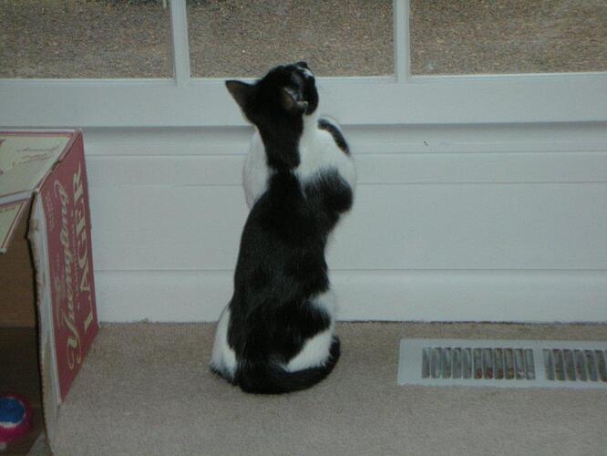Momo-Praying-