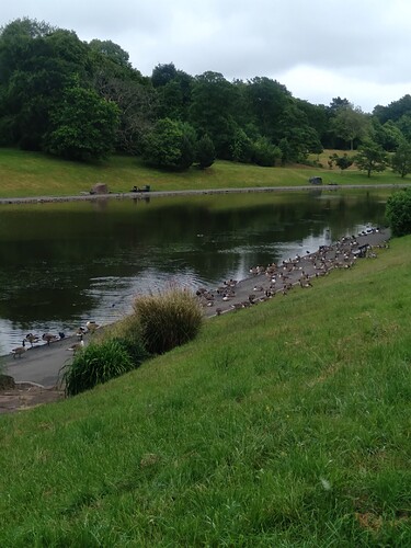 swans