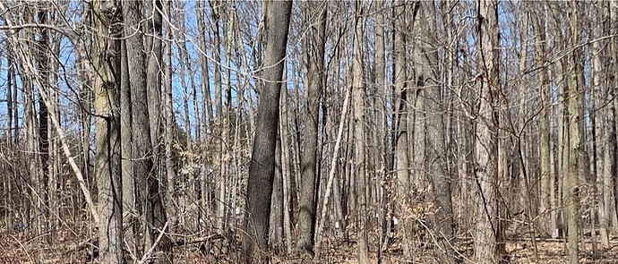 Maple tree sap buckets