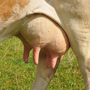astonishing-pictures-of-cow-udders-udder-a-young-stock-photo-smereka-21251351