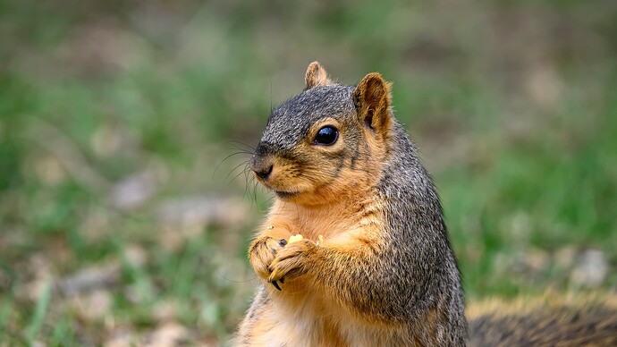 Small Squirrel