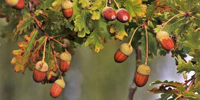 acorns