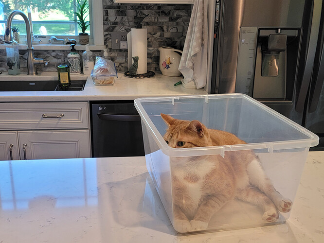 Tupperware Cat 2