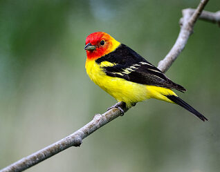 Western-Tanager-1024x805