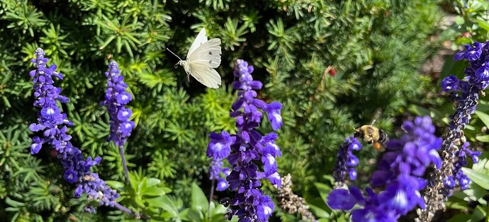 butterfly and bee