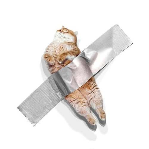 CATtelan