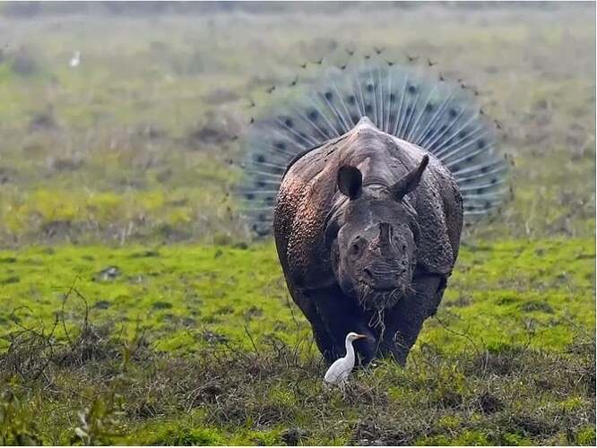 36737498-2-rhino-and-peacock