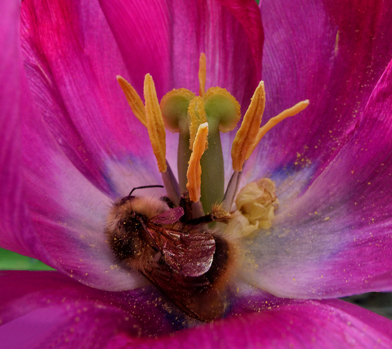 Tulip Bee