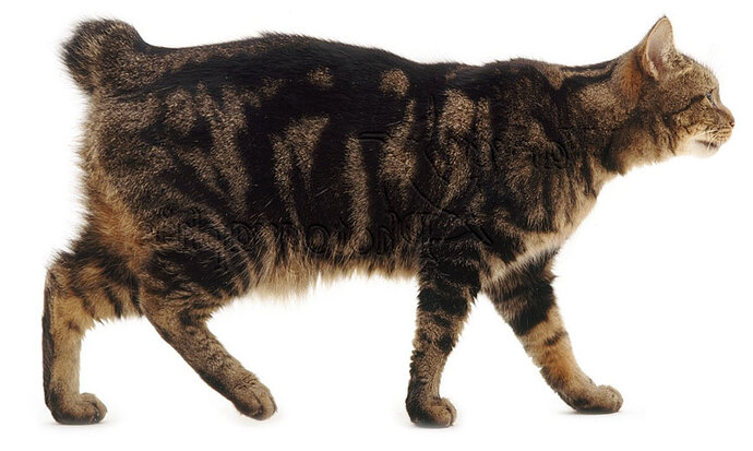 manx-stumpy-wp