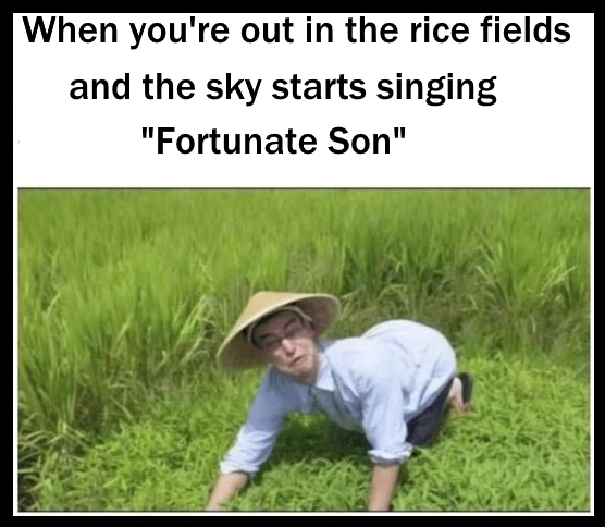 rice fields