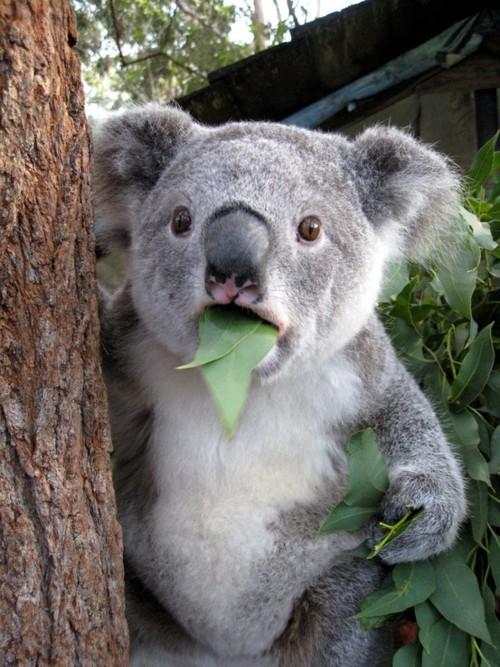 Surprised-Koala