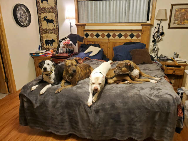 Dogs in bed