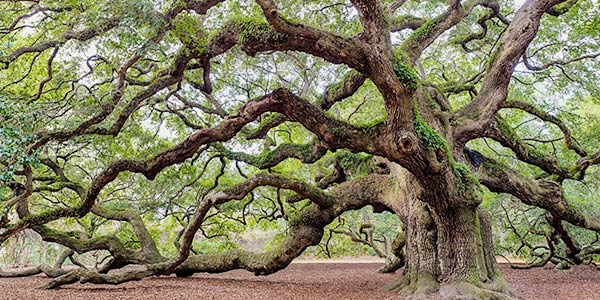 plant_southern-live-oak_600x300