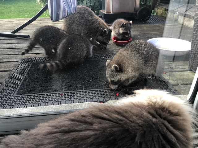 momma raccoon and 4 babies