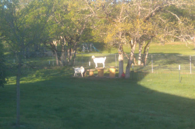 12 side view outside with my 2 goats