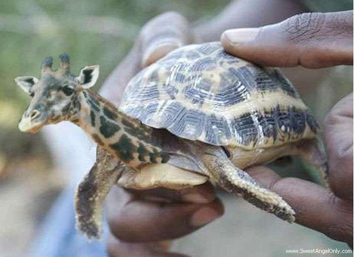 16_tortoise